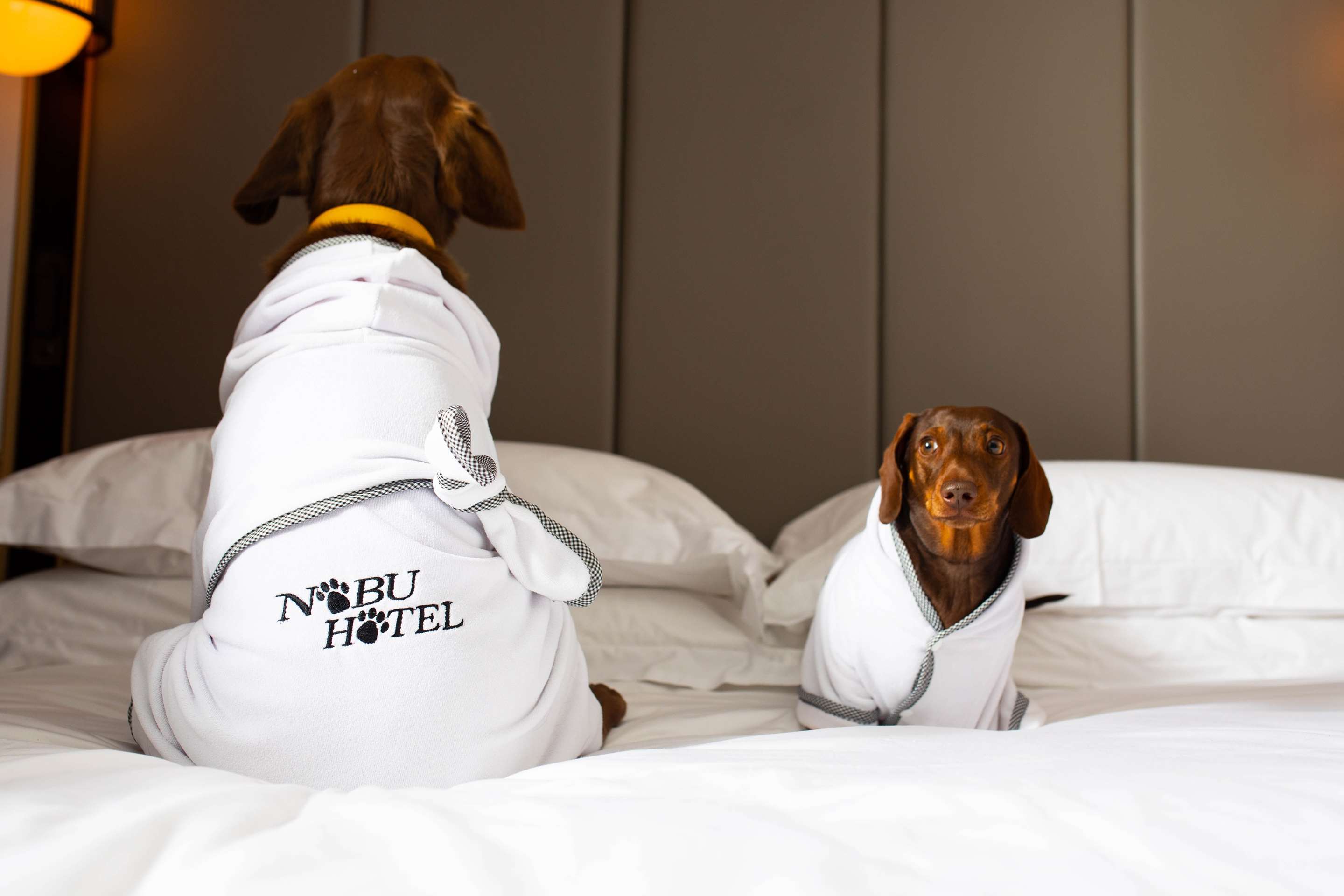 Nobu Hotel Pet Friendly