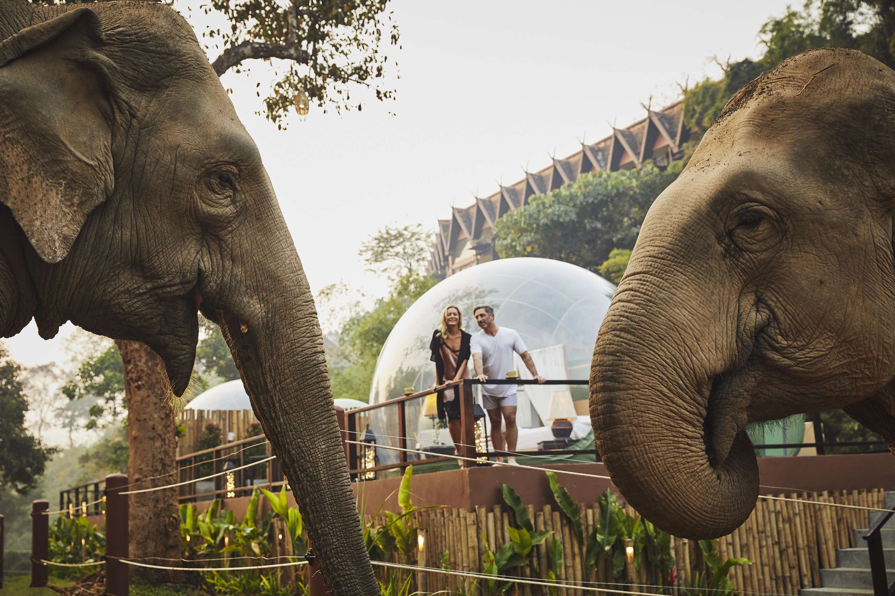 Exterior view of couple watching elephants from terrace of Jungle Bubble
