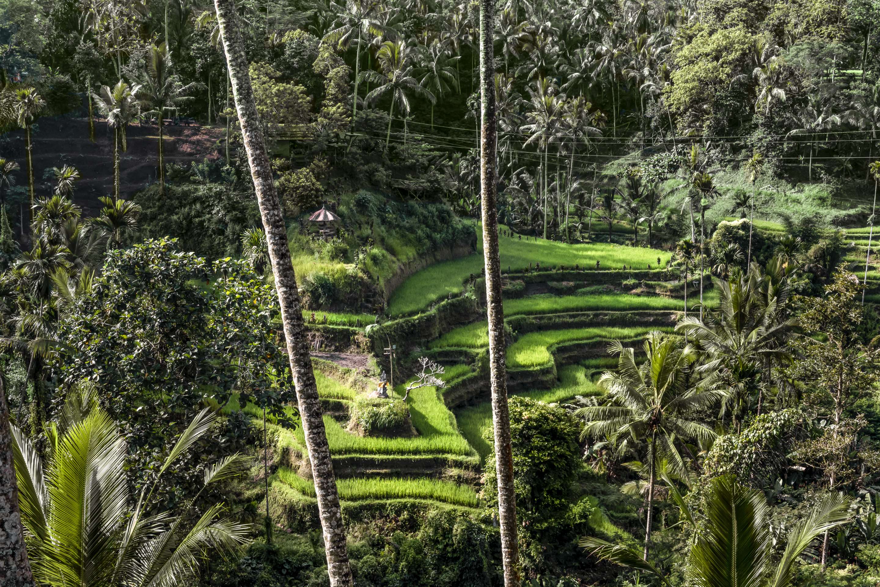 Amandari  Bali  Indonesia - Rice Field