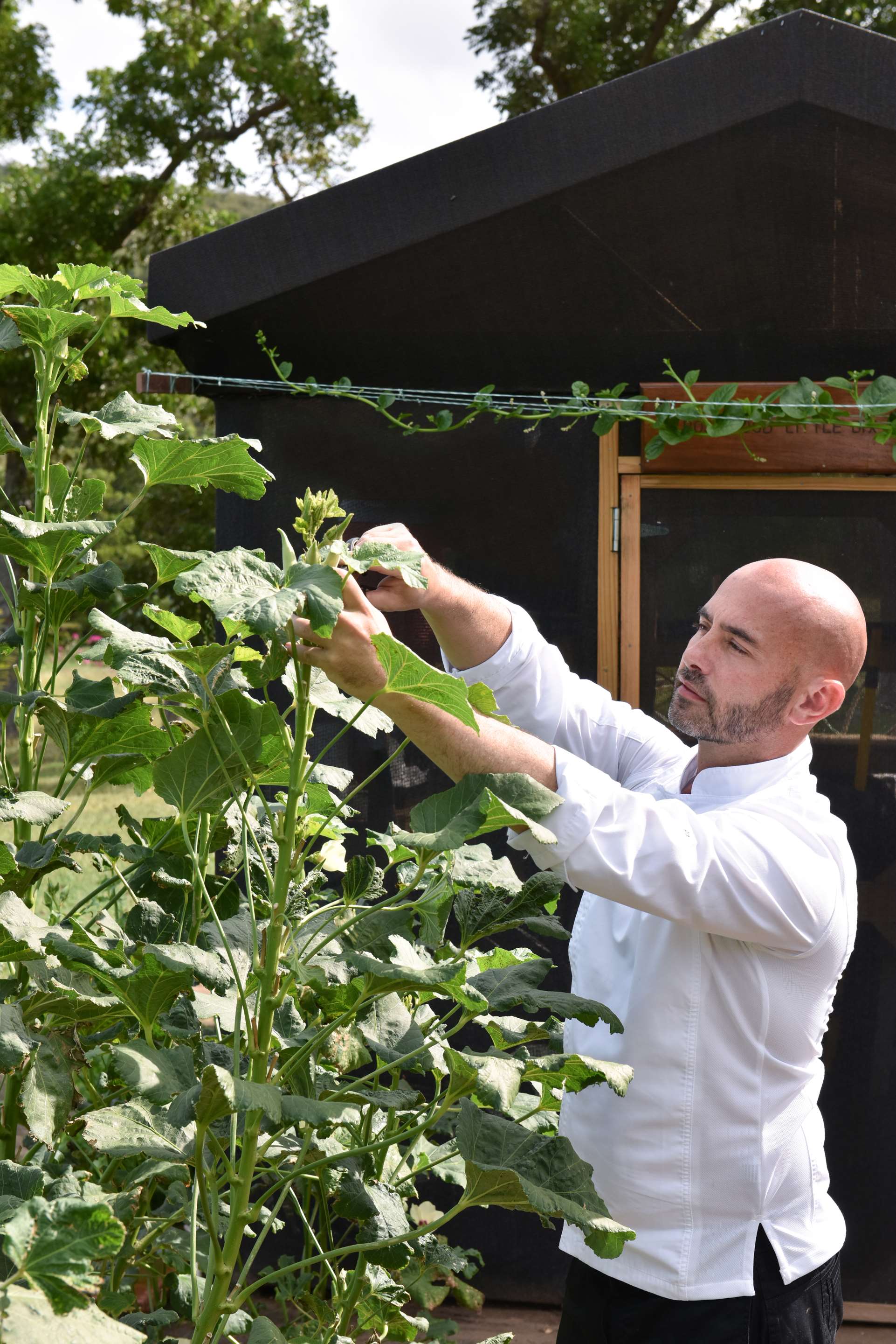 Rosewood Little Dix Bay Garden Chef Fran