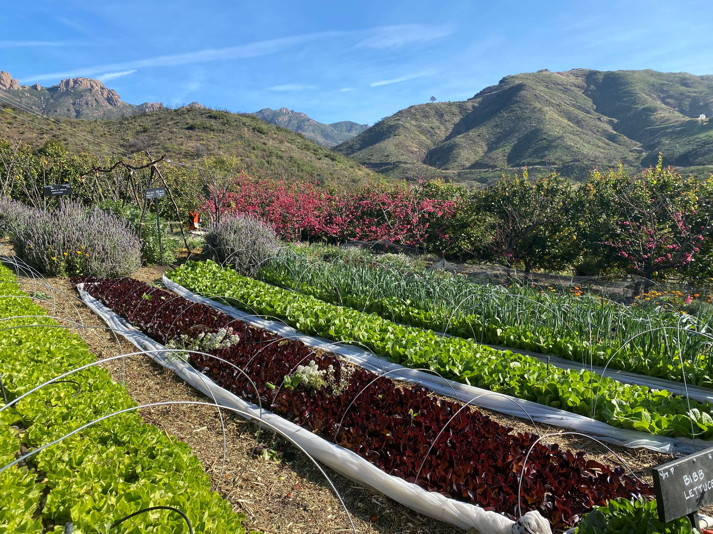 On-site Certified Organic Garden
