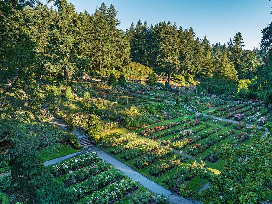 PDXRZ rosegarden compressed