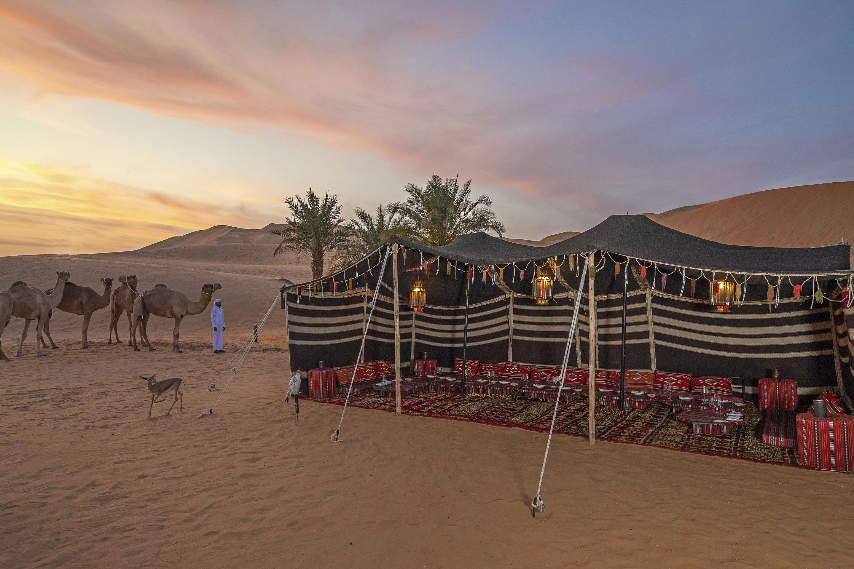 Exterior view of traditional Bedouin style Majilis tent set-up with camels and desert view