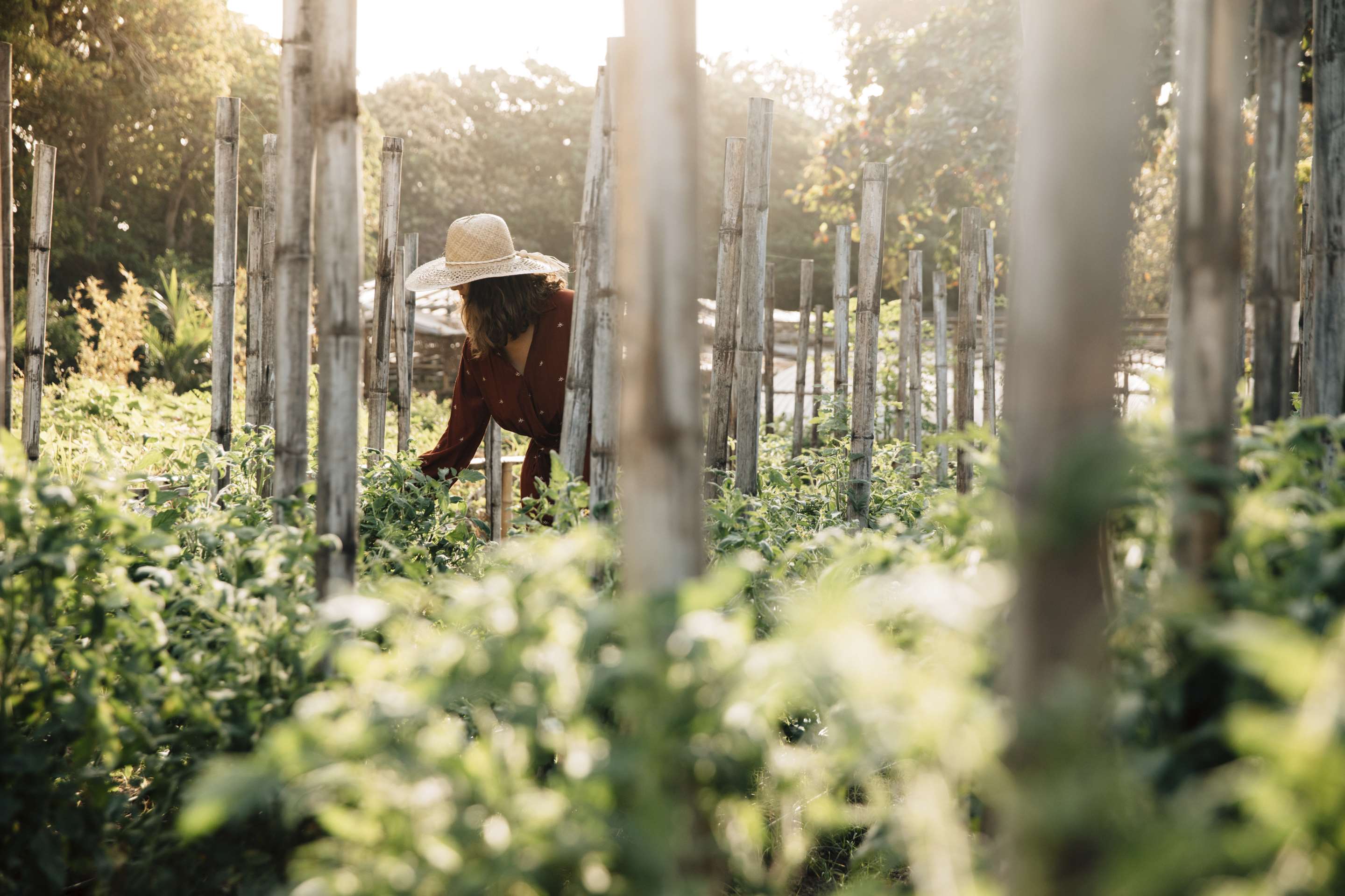 Amanpulo  Organic Farm