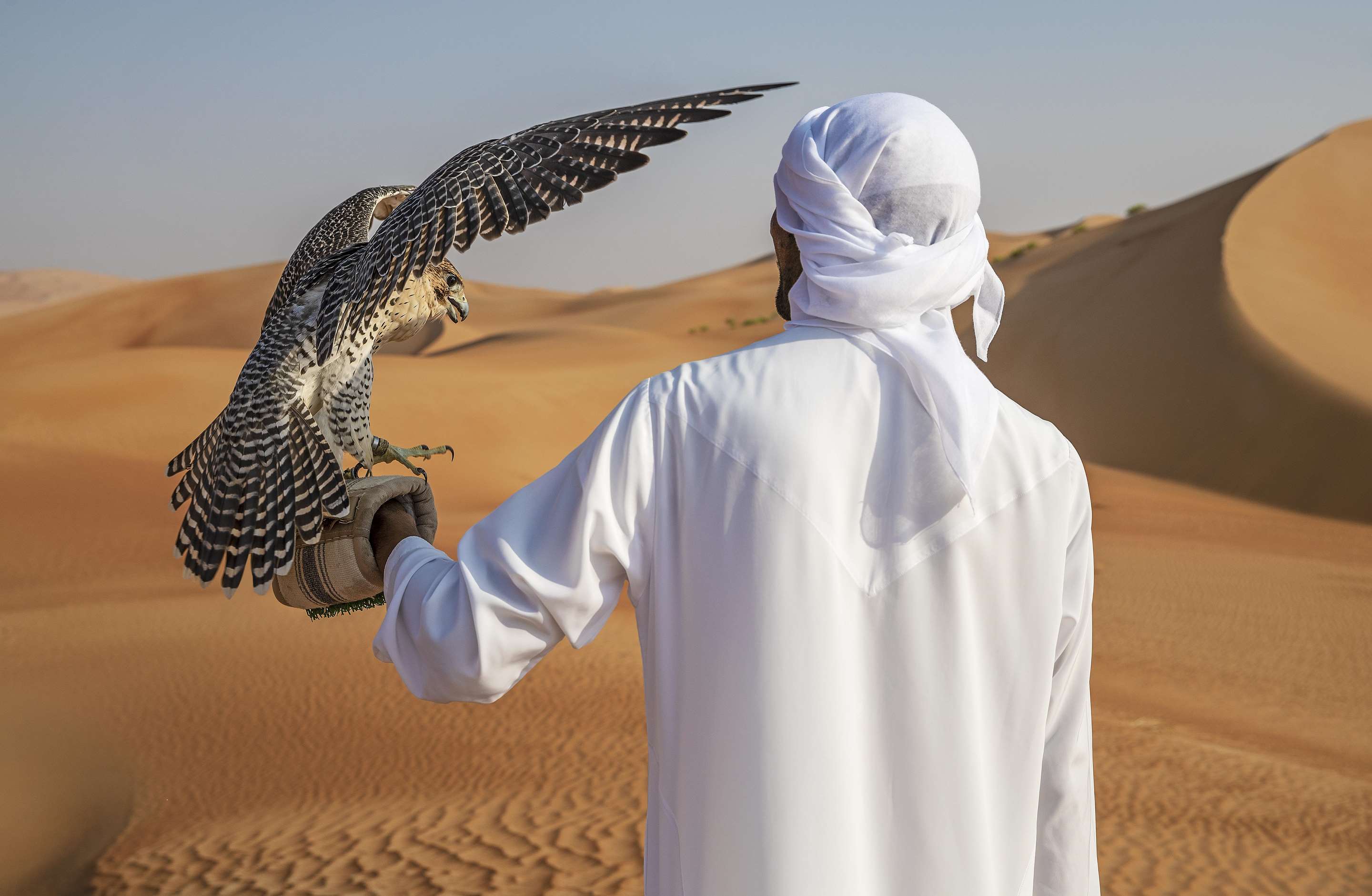 Exterior view of falconer team member in traditional kandura and ghutra in the desert holding a falcon with opened wings on his arm