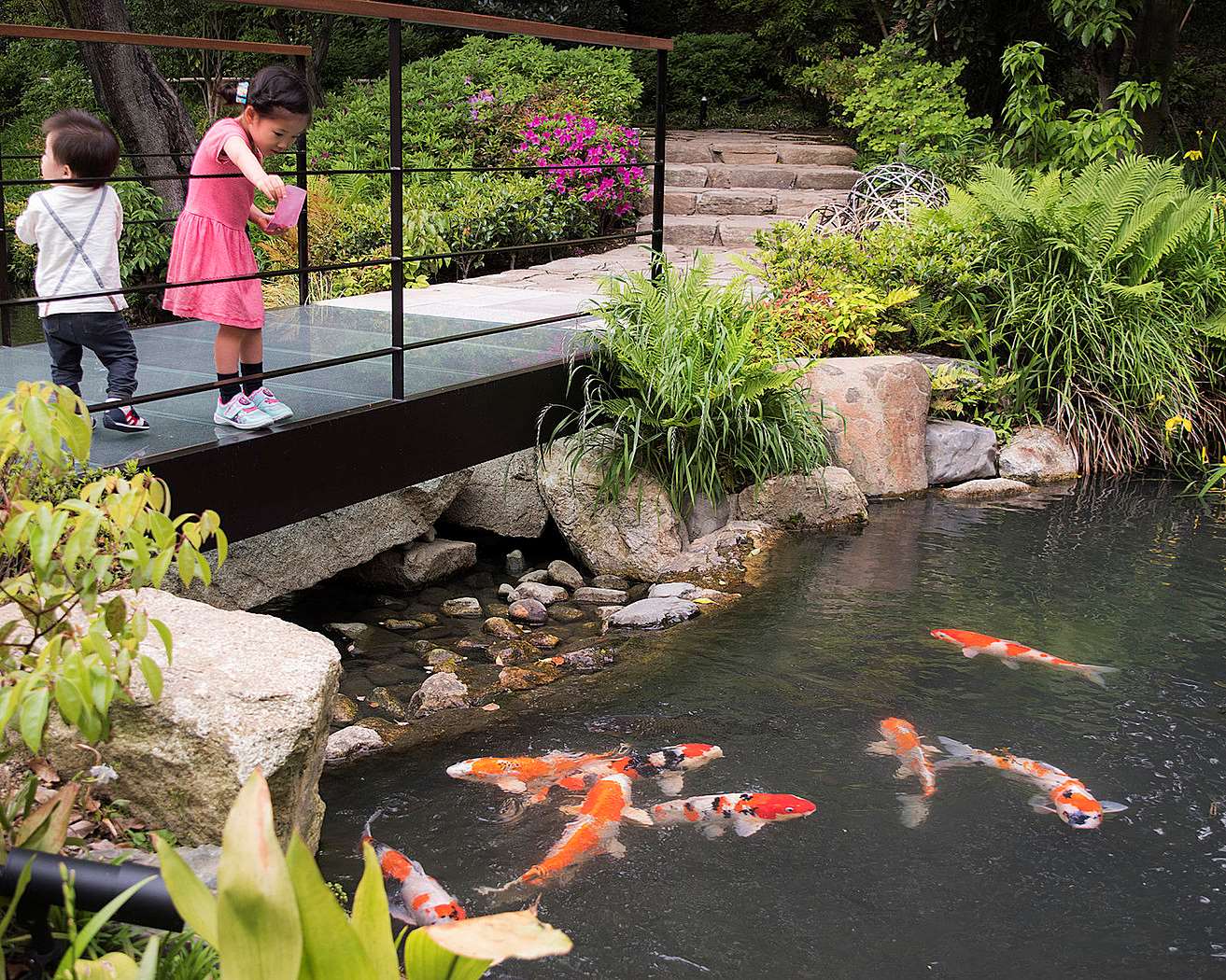 Koi fish feeding at our pond garden