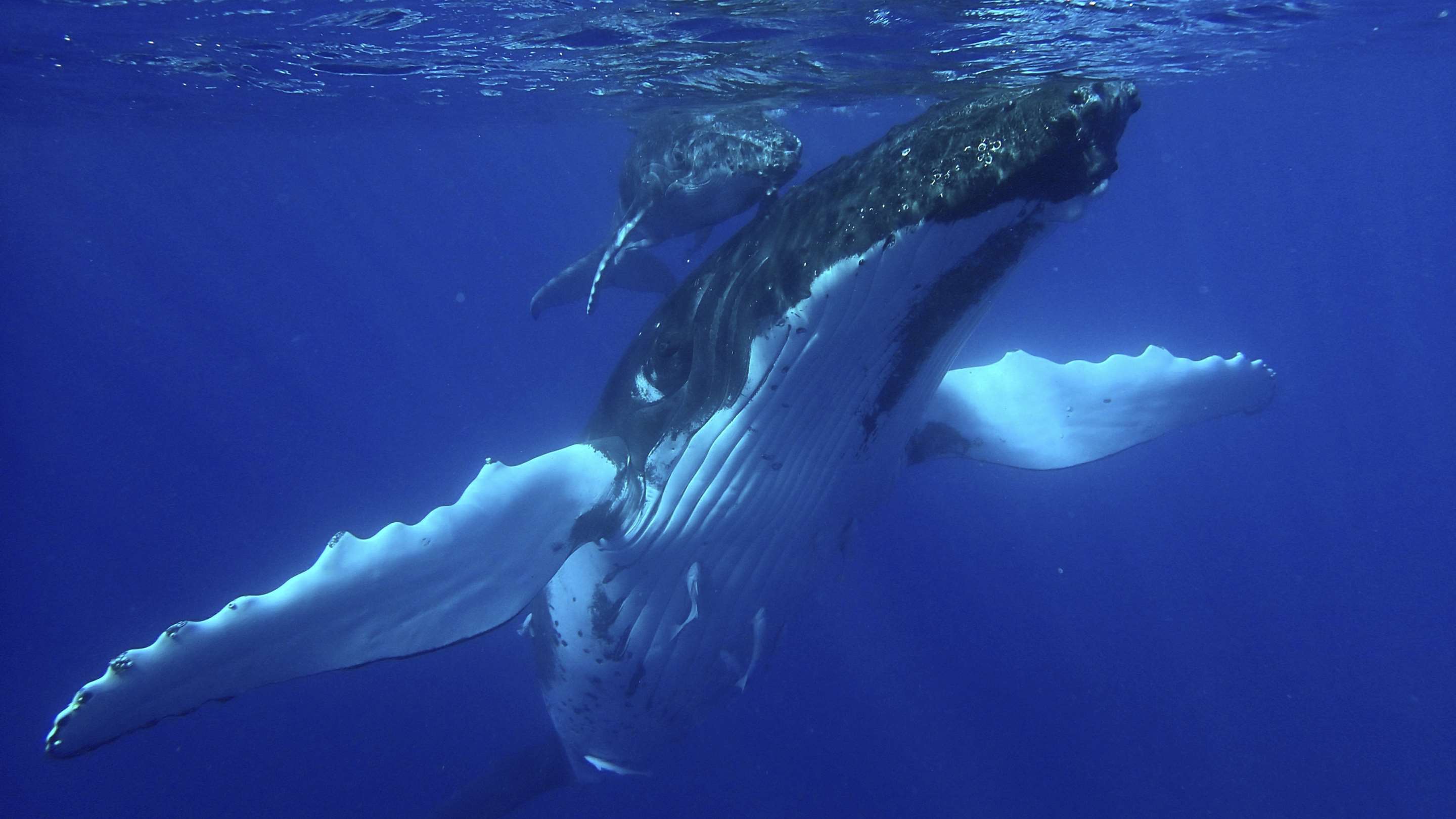 Humpback Whale Season