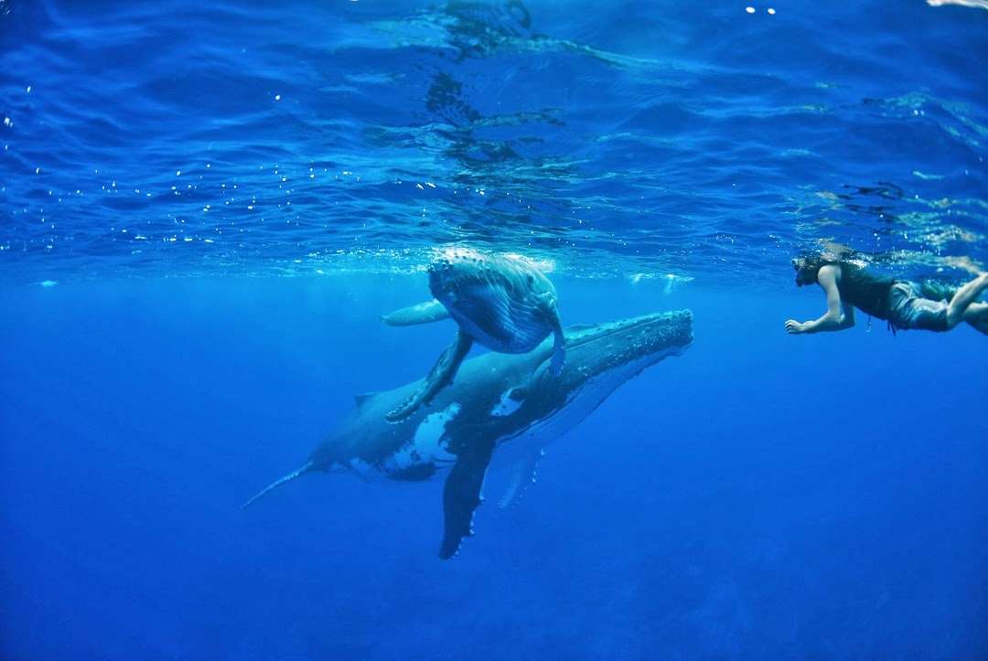 Whale Season at Tetiaroa