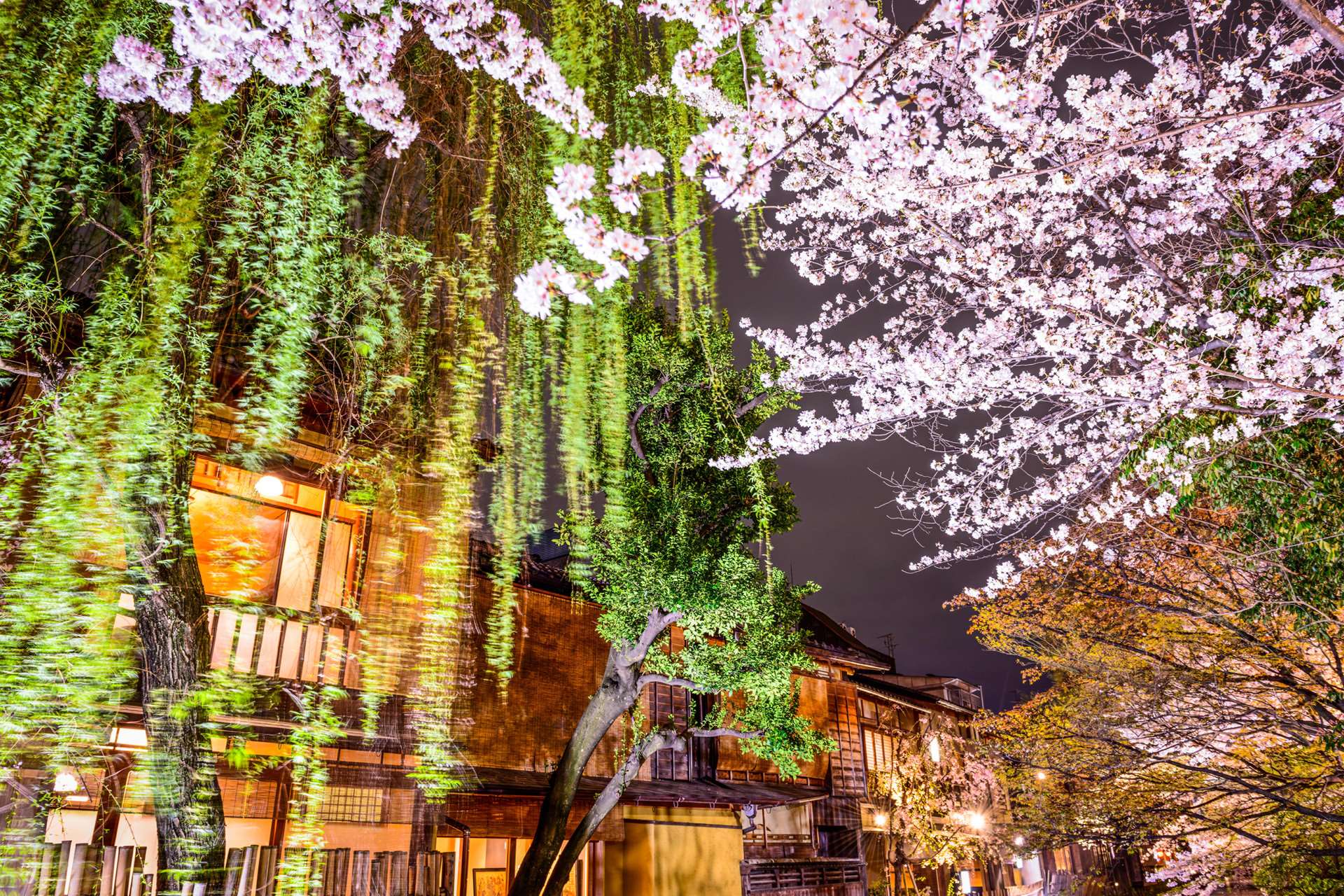 Spring in Kyoto