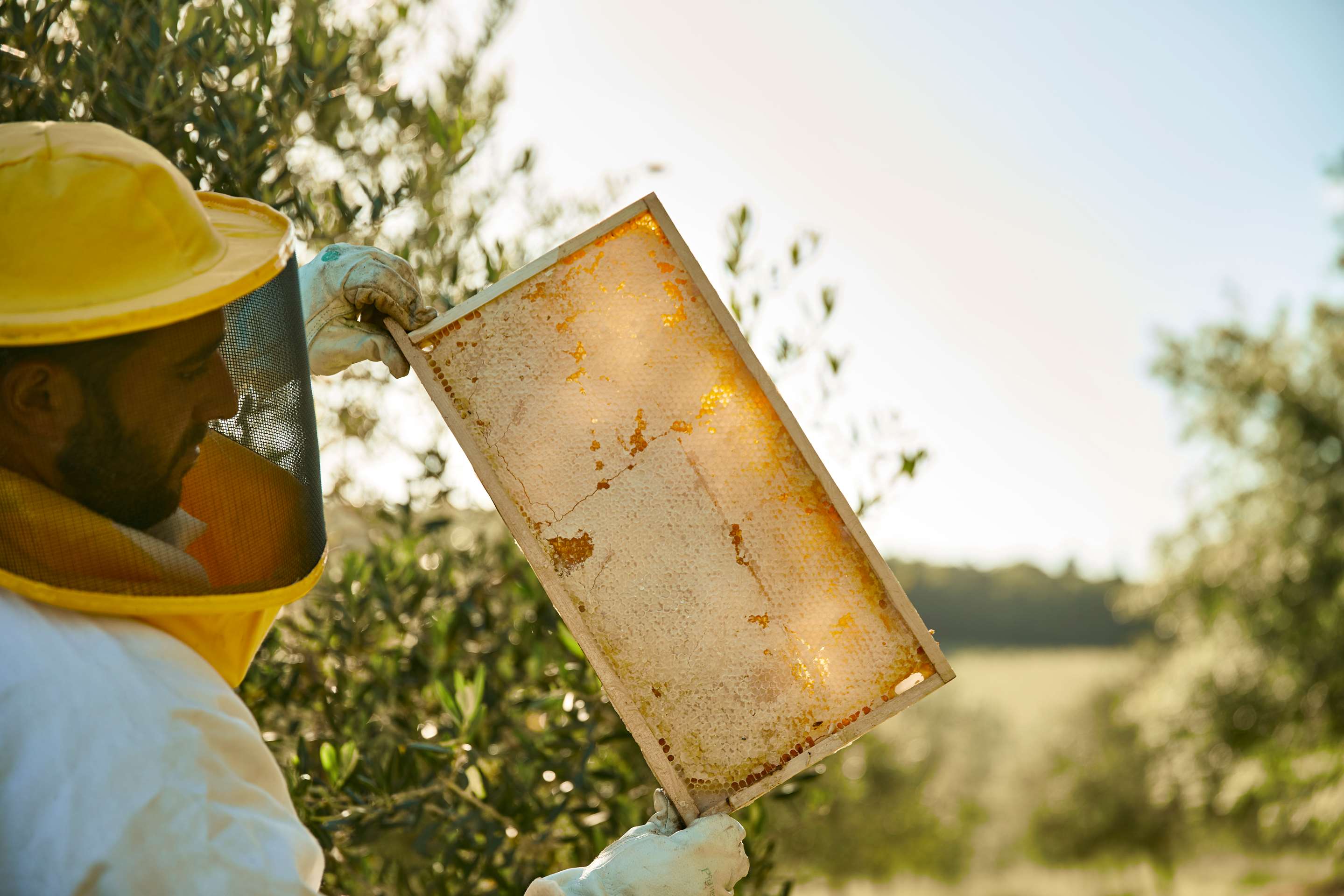 ACTIVITIES The Beekeeper and Honeycomb