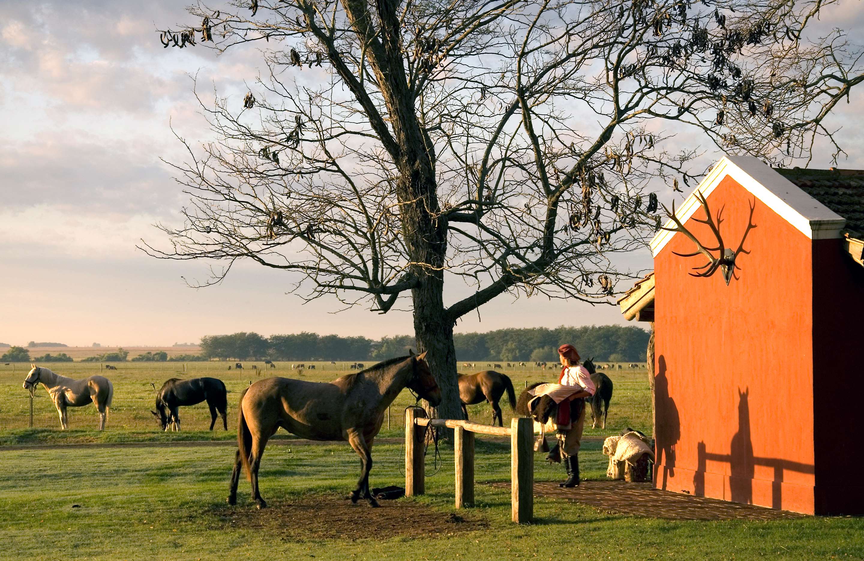 Montero Horse Saddling